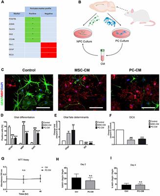 Pericytes Favor Oligodendrocyte Fate Choice in Adult Neural Stem Cells